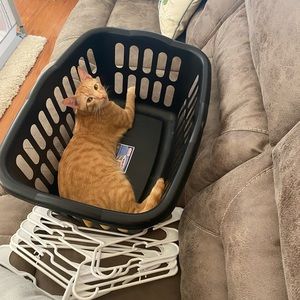 Meet your Posher, Ashlee